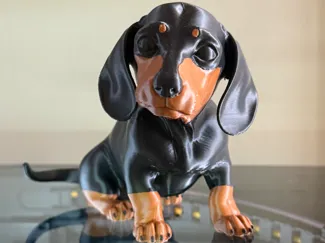 Multi Color Dachshund