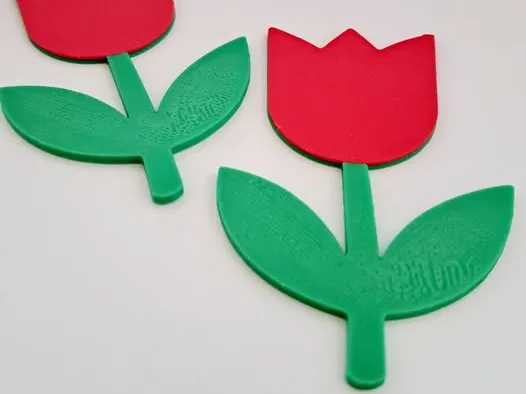 tulip flower / tulp