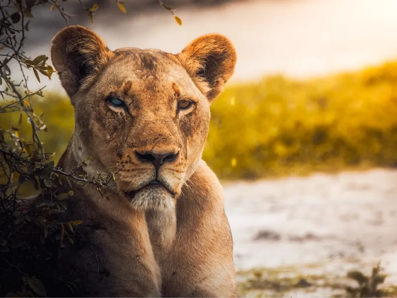 Lithophane - Lion