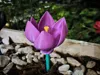 Crocus spinner
