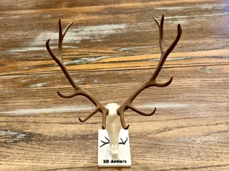 6 Point Elk from Wyoming