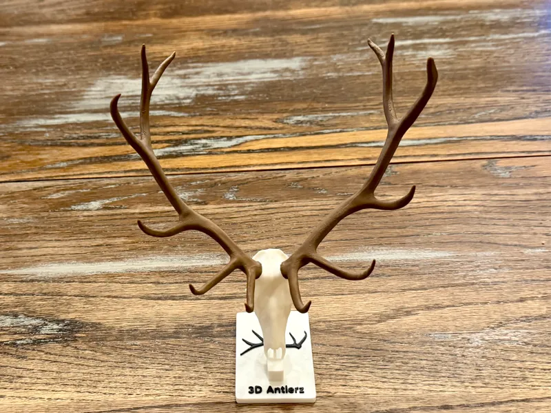 6 Point Elk from Wyoming