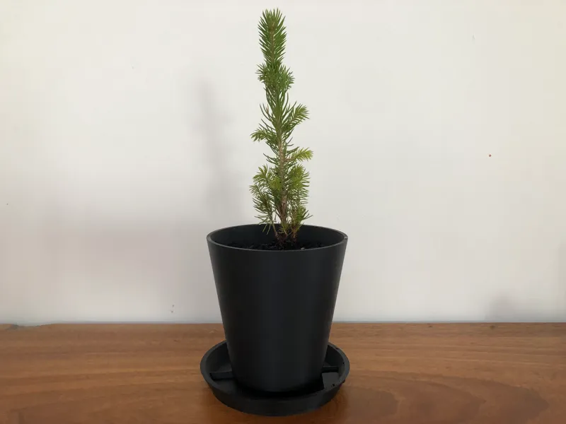 Traditional Plant Pot with Tray