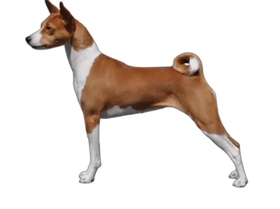 Basenji