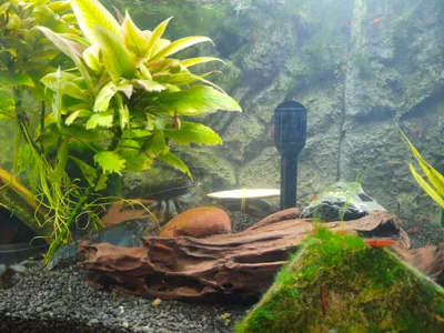 Feeder for Fan Shrimp