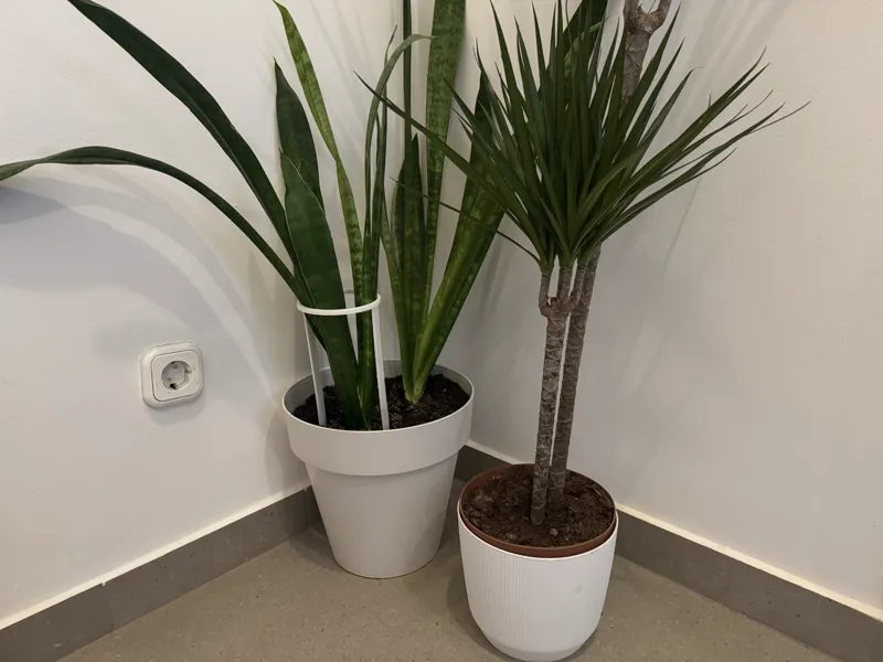 Circular plant stake
