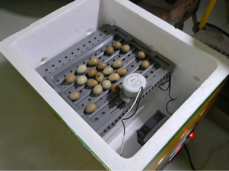 DIY Mini Egg Incubator for Rutin Chickens