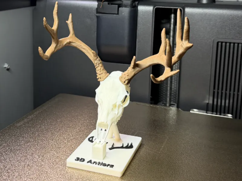 Giant Mule Deer Buck 8X5