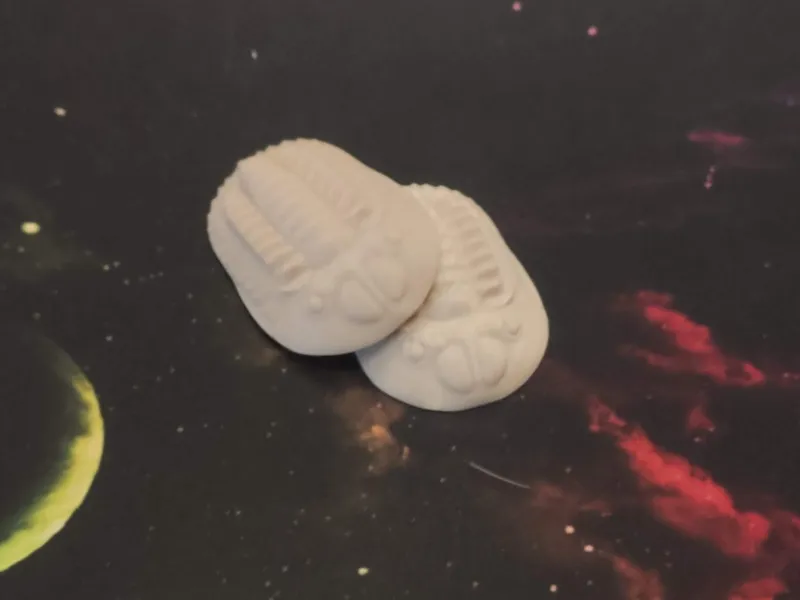 Fossile di trilobite