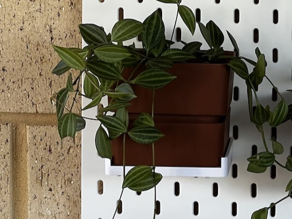 Medium SKÅDIS Succulent Planter & Pegboard Add-On