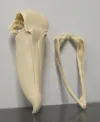 Shoebill Stork - A1 Max Size - Approx Actual Life Size