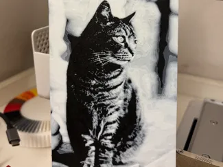 Gatto Europeo