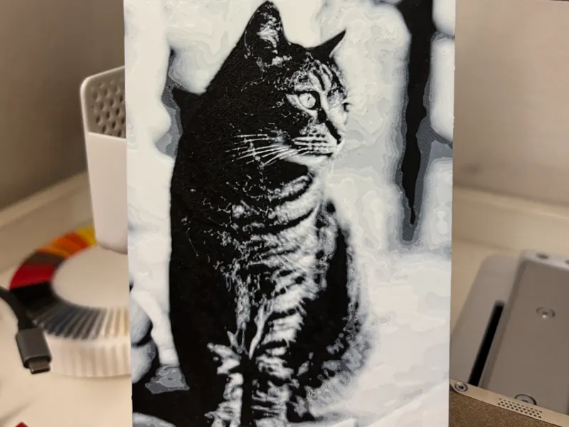 Gatto Europeo