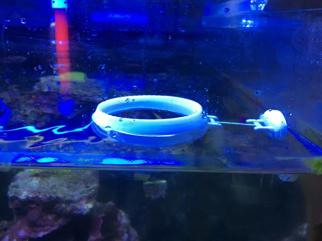 Anneau de nourrissage pour aquarium