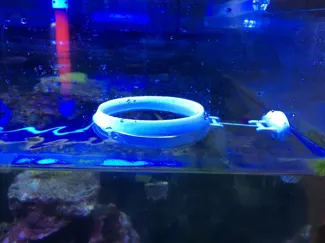 aquarium feeding ring