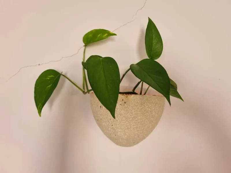 Wall Vase with integrated drainage