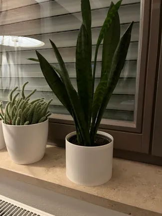 Simple Pot 