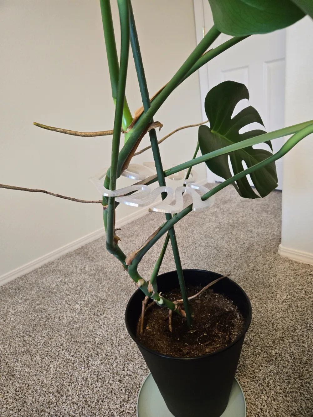 plant of moringa Moringa Oil main image 1
