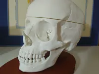 Human skull_divided with pins