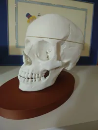 Human_Jaw