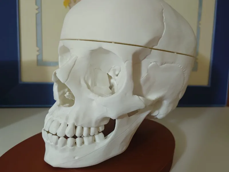 Anatomical Human Skull - Multi-Part Print w/Base