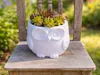 Owl Flower Pot 