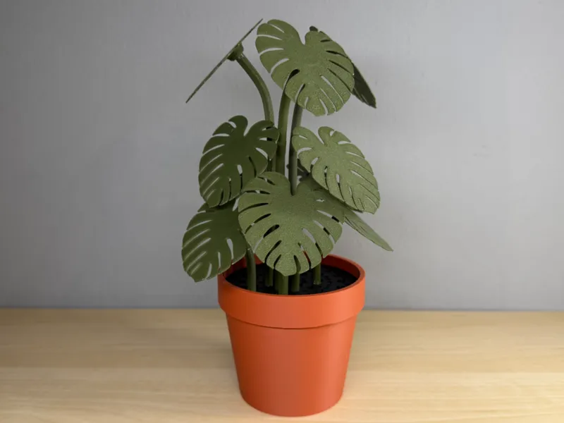 Mini Monstera