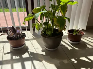 Planter water catch tray