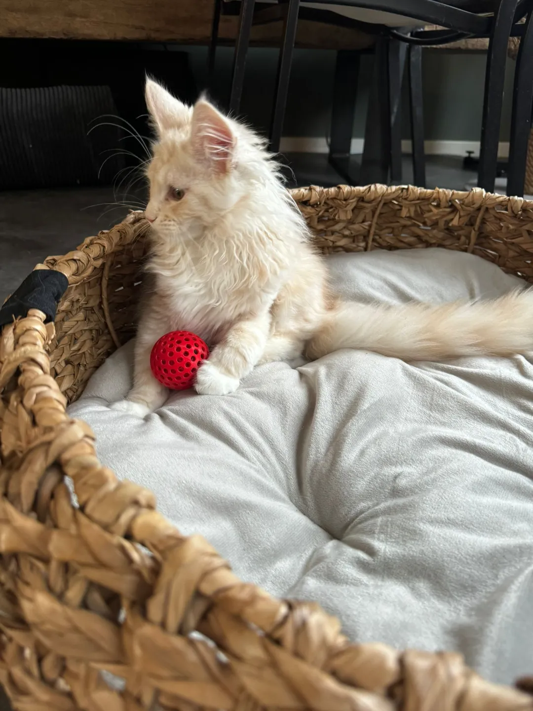 Cat Fidget toy - Ball with inner Ball view 4