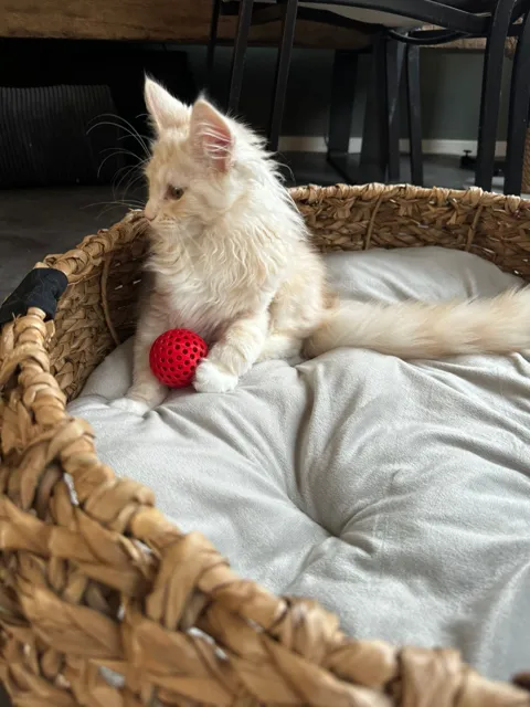 Cat Fidget toy - Ball with inner Ball view 4