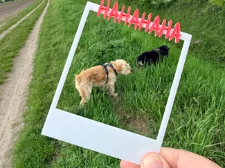 HAHAAAAA – Polaroid Rahmen