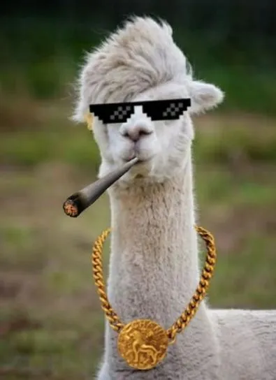 alpaca 羊驼 社会