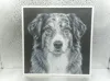 English Shepherd_A1 Mini