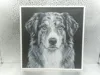 English Shepherd_X1C