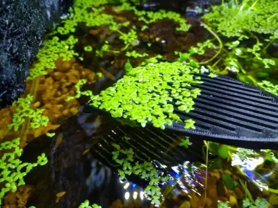 Small duckweed scoop for aquarium
