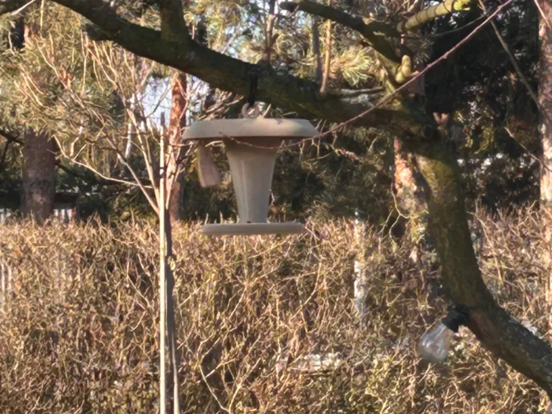 Bird Feeder
