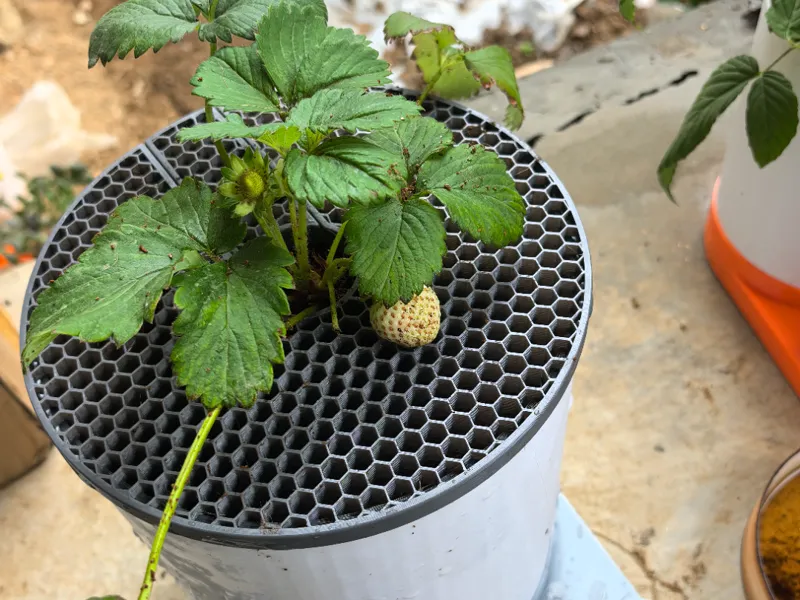 strawberry supports for autowatering flowerpot