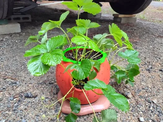 Strawberry growing out of the dirt planter