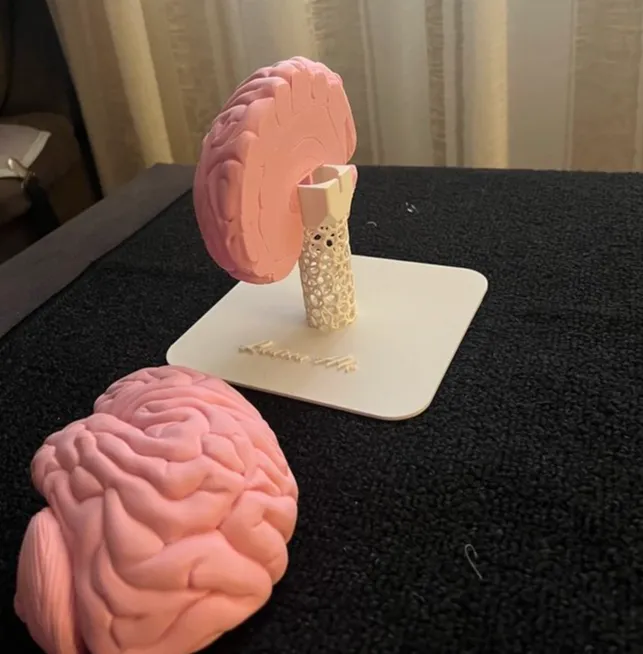 Human Brain for Voronoi stand by Gabb.99 - MakerWorld