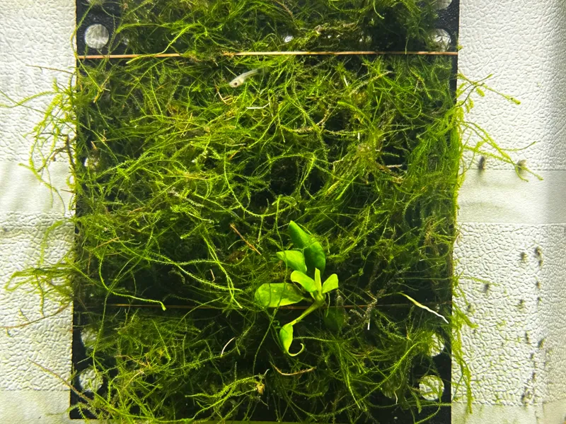griglia per crescita muschio/anubias da acquario