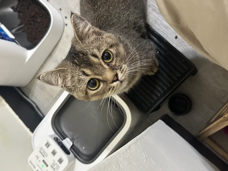 PETKIT Water Fountain platform 小佩飲水機增高踏墊