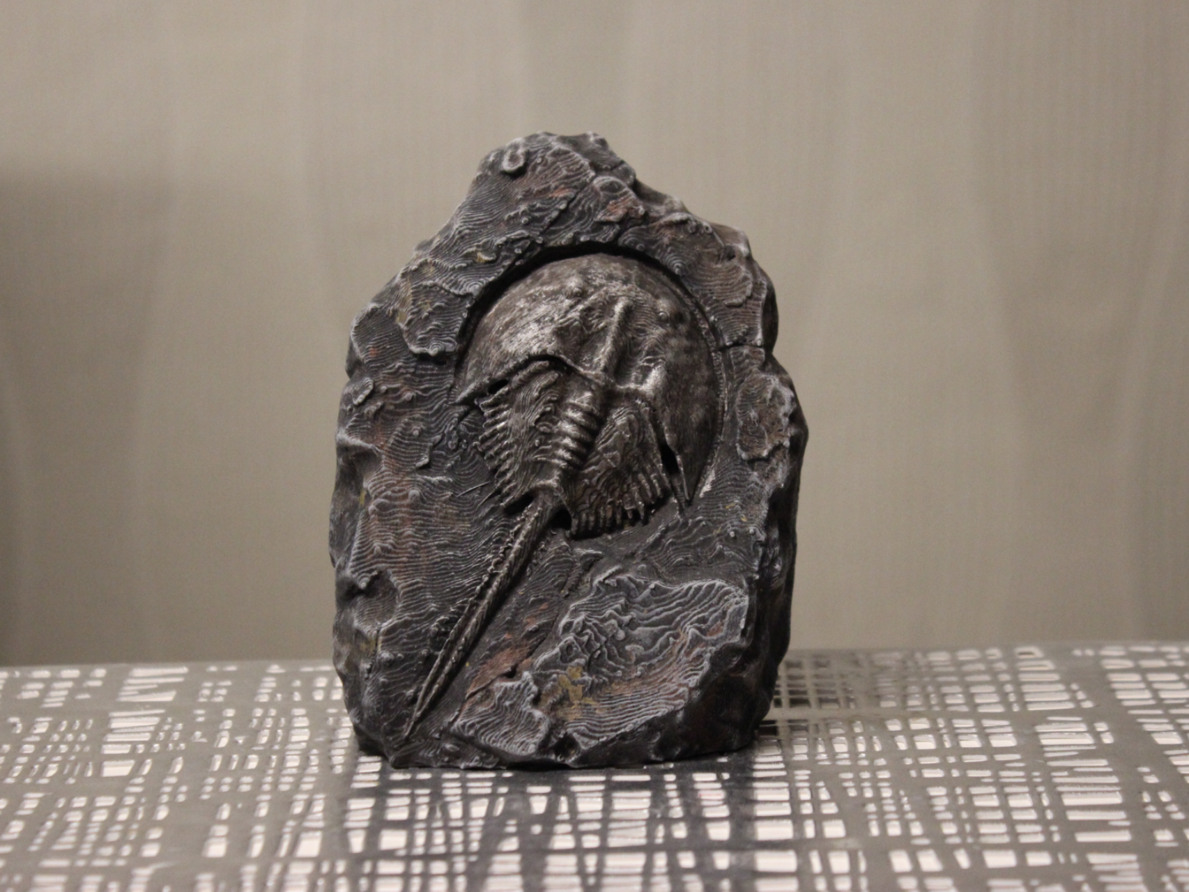 Fossil Pfeilschwanzkrebs (Horseshoe crab) Krebs