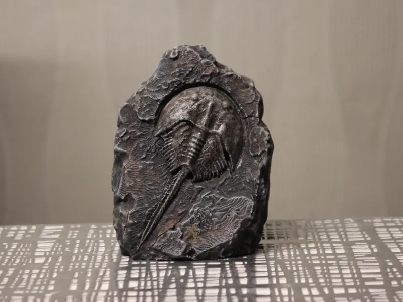 Fossil Pfeilschwanzkrebs (Horseshoe crab) Krebs