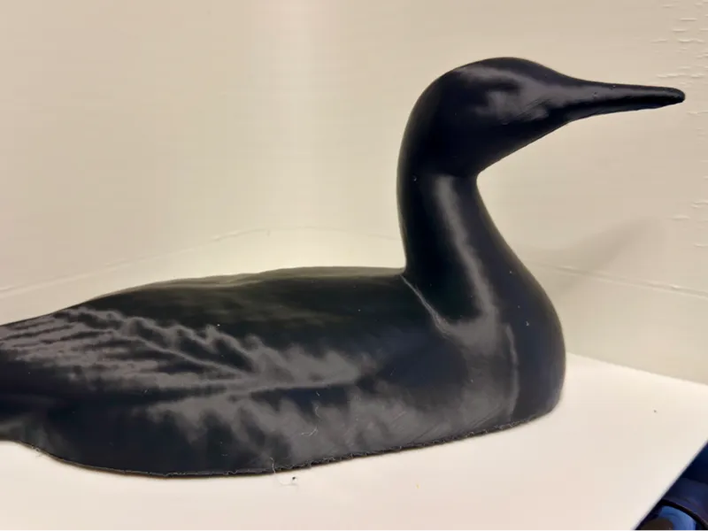 Common Loon