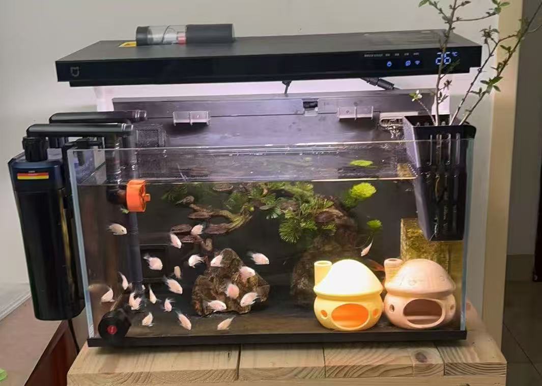 Miniatura 2 do modelo 3D 鱼缸蘑菇躲避屋