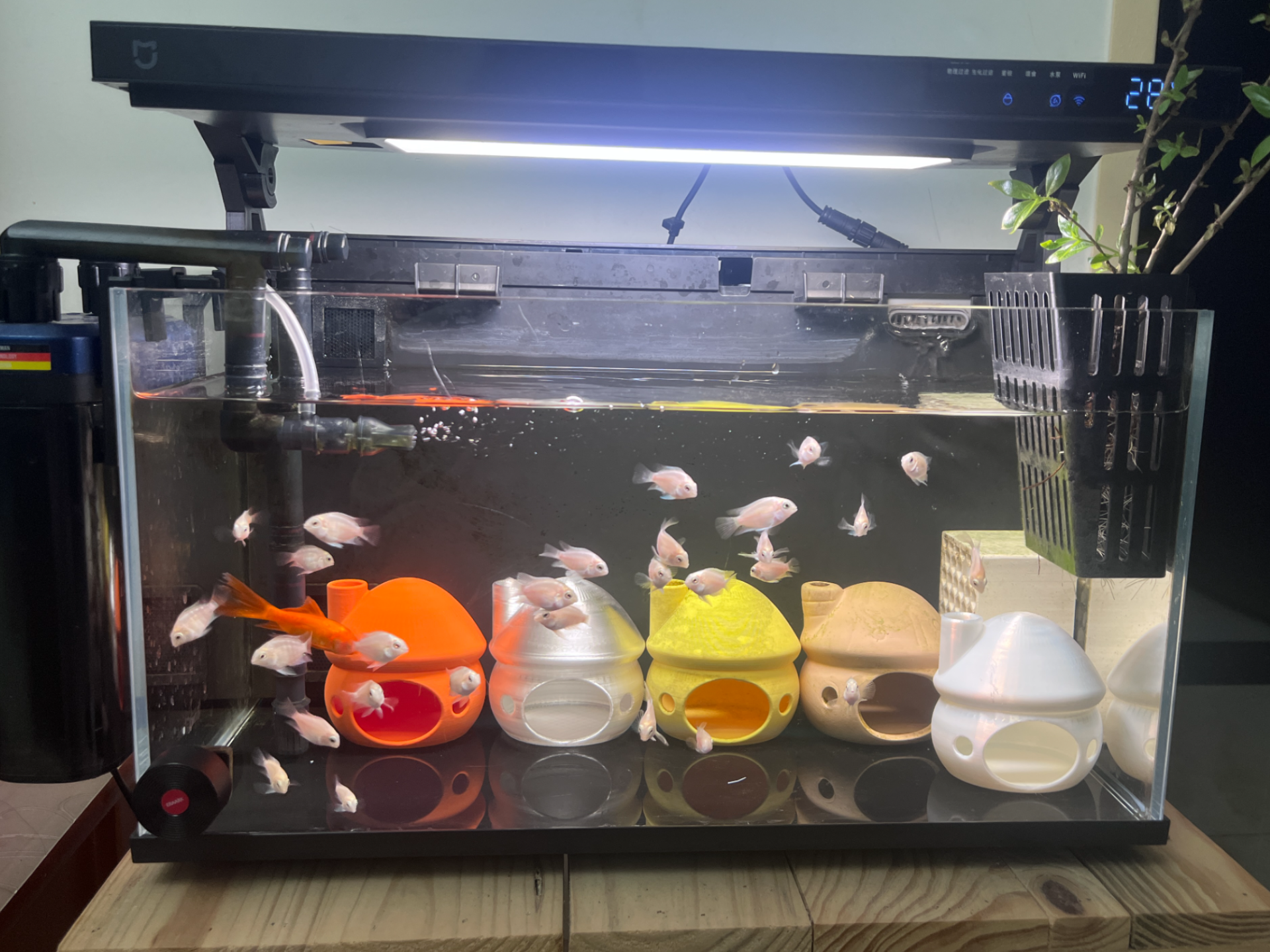 鱼缸蘑菇躲避屋