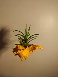 Support coquillage pour plante aérienne ou déco — photo 3