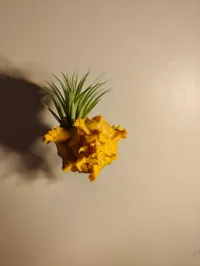 Support coquillage pour plante aérienne ou déco — photo 4