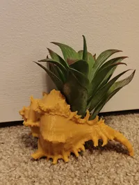 Support coquillage pour plante aérienne ou déco — photo 5