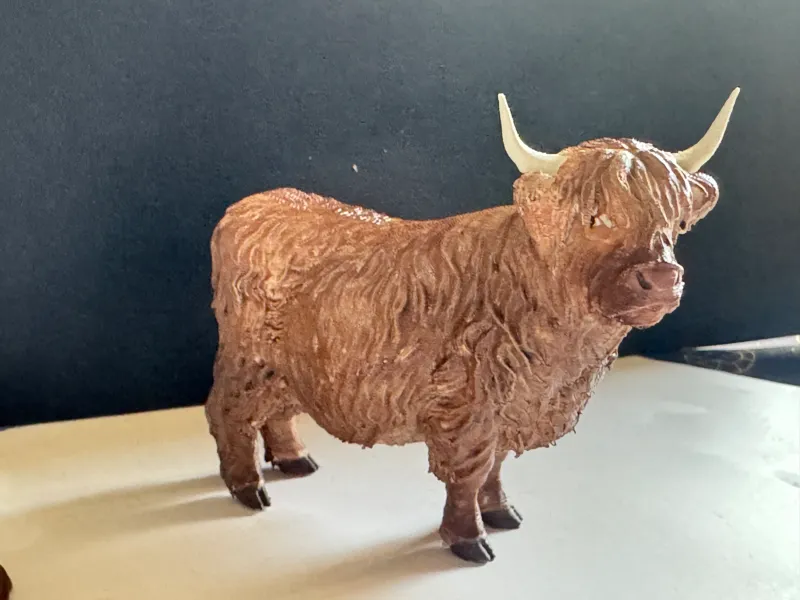 Highland Cow - real